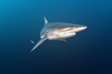 Blacktip Shark, Güney Afrika