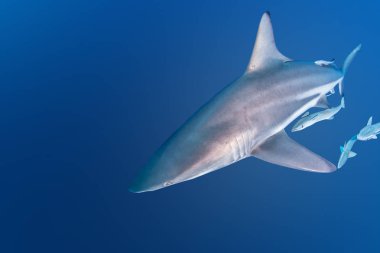 Blacktip Shark, Güney Afrika