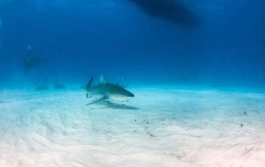 Bahamalar 'da boğa köpekbalığı