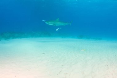 Kaplan köpekbalığı Bahamalar 'da, Tigerbeach' de