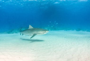 Kaplan köpekbalığı Bahamalar 'da, Tigerbeach' de