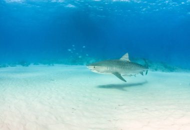 Kaplan köpekbalığı Bahamalar 'da, Tigerbeach' de
