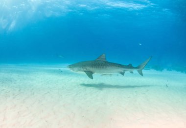 Kaplan köpekbalığı Bahamalar 'da, Tigerbeach' de