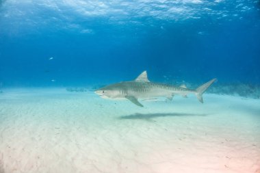 Kaplan köpekbalığı Bahamalar 'da, Tigerbeach' de