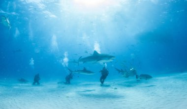 Kaplan köpekbalığı Bahamalar 'da, Tigerbeach' de