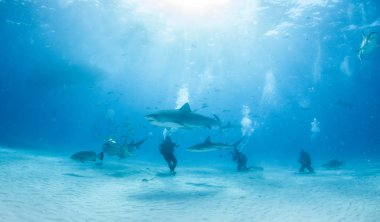 Kaplan köpekbalığı Bahamalar 'da, Tigerbeach' de