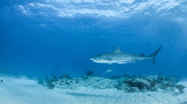 Kaplan köpekbalığı Bahamalar 'da, Tigerbeach' de
