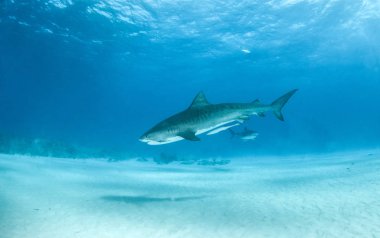 Kaplan köpekbalığı Bahamalar 'da, Tigerbeach' de