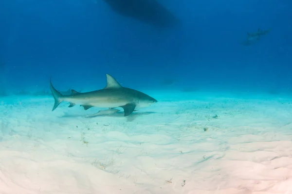 Rekin byk na Bahamach — Zdjęcie stockowe