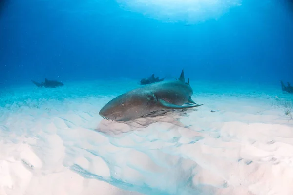 巴哈马护士长鲨鱼 — 图库照片