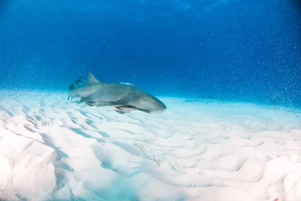 바하마에서 식 하는 암 상어 — 스톡 사진