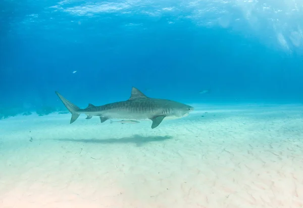 Καρχαρίας τίγρης στην παραλία Τίγρης, Μπαχάμες — Φωτογραφία Αρχείου