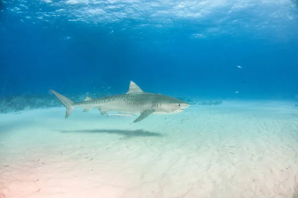 Tubarão tigre em Tigerbeach, Bahamas — Fotografia de Stock