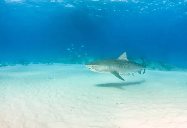 Tubarão tigre em Tigerbeach, Bahamas — Fotografia de Stock