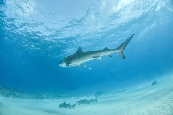 Tigerhai am Tigerstrand, Bahamas — Stockfoto