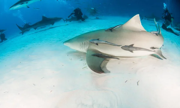 Tiburón limón en las Bahamas —  Fotos de Stock