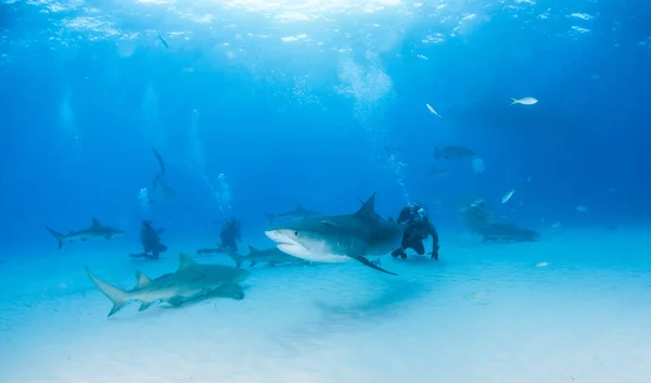 Tiburón tigre en Tigerbeach, Bahamas —  Fotos de Stock