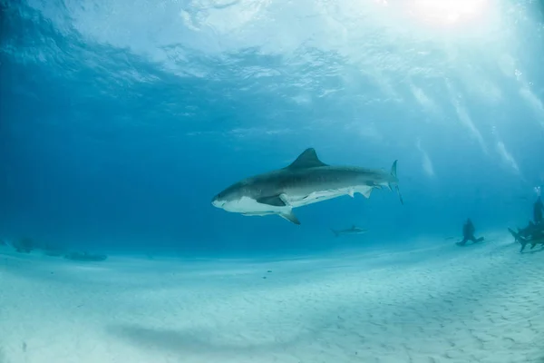 Tigerhaj vid Tigerbeach, Bahamas — Stockfoto