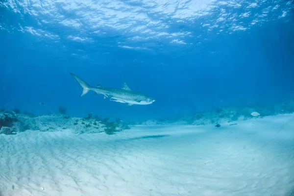 바하마의 티저 비치 에서식하는 호랑이 상어 — 스톡 사진