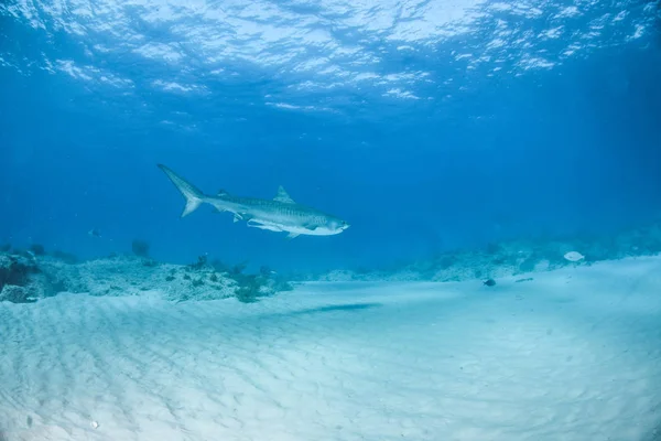 Squalo tigre a Tigerbeach, Bahamas — Foto Stock