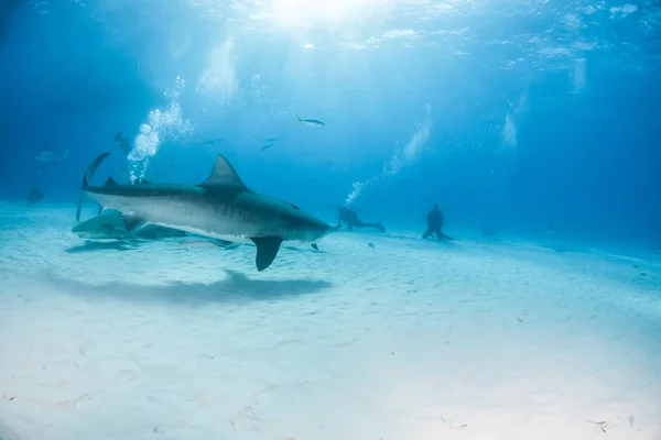 Tijgerhaai op Tigerbeach, Bahama 's — Stockfoto