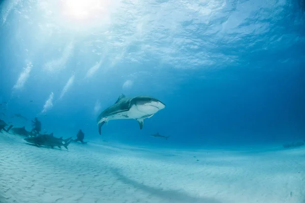 Tiburón tigre en Tigerbeach, Bahamas — Foto de Stock