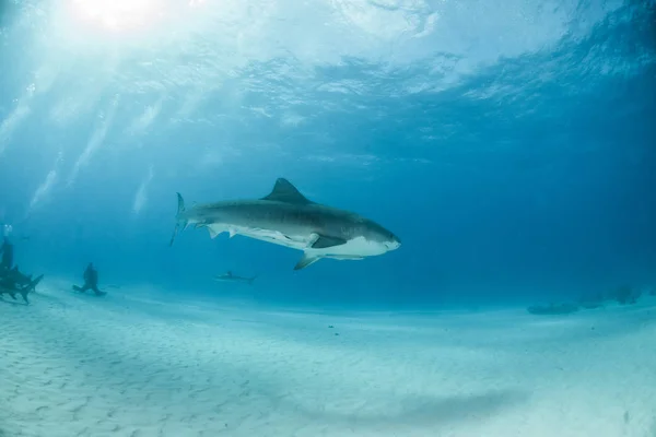 Tijgerhaai op Tigerbeach, Bahama 's — Stockfoto