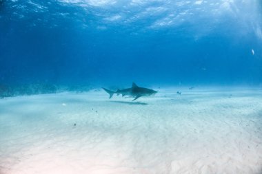 Kaplan köpekbalığı Bahamalar 'da, Tigerbeach' de
