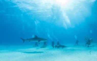 Kaplan köpekbalığı Bahamalar 'da, Tigerbeach' de