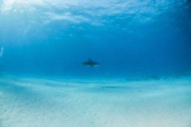 Bahamalar 'da boğa köpekbalığı