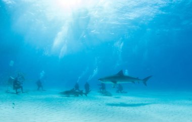 Kaplan köpekbalığı Bahamalar 'da, Tigerbeach' de