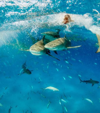 Limon köpekbalığı, Bahama Adaları