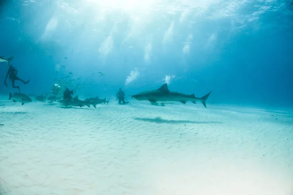 Tiger shark at Tigerbeach, Bahamas — Stock Photo, Image