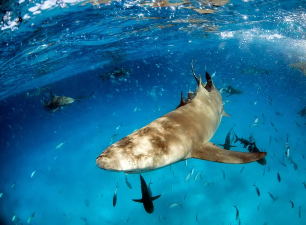 Requin citron aux Bahamas — Photo
