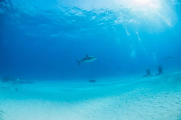 Caribbean reef shark, Bahama-szigetek — Stock Fotó