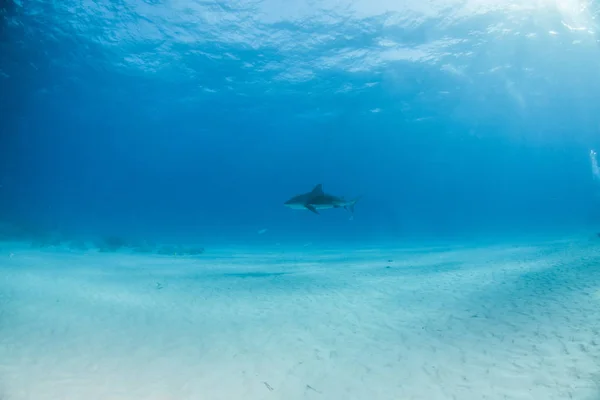 Tiburón toro en las Bahamas — Foto de Stock
