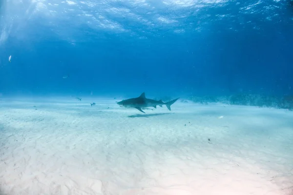 Tubarão tigre em Tigerbeach, Bahamas — Fotografia de Stock