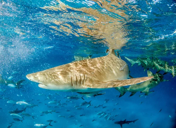 Lemon shark at the Bahamas