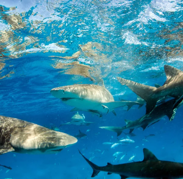 Tubarão-limão nas Bahamas — Fotografia de Stock