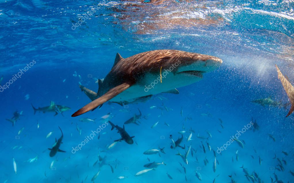 Divepics
