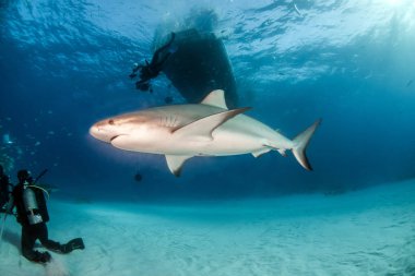 Bahamalar, Karayipler resif köpek balığı