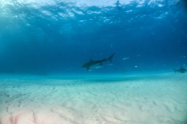 Kaplan köpekbalığı Bahamalar 'da, Tigerbeach' de