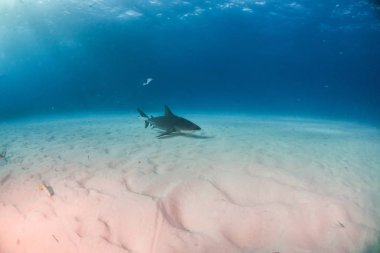 Bahamalar 'da boğa köpekbalığı