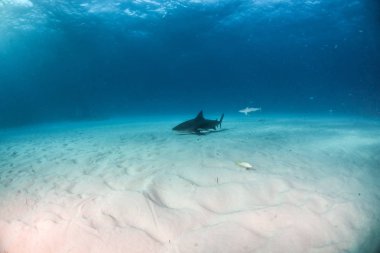 Bahamalar 'da boğa köpekbalığı