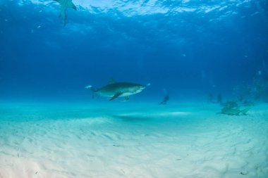 Kaplan köpekbalığı Bahamalar 'da, Tigerbeach' de