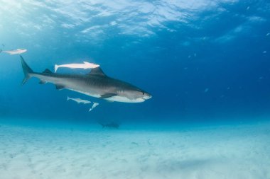 Kaplan köpekbalığı Bahamalar 'da, Tigerbeach' de