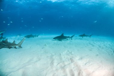 Bahamalar 'da boğa köpekbalığı