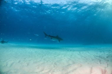 Kaplan köpekbalığı Bahamalar 'da, Tigerbeach' de