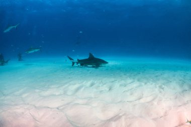 Bahamalar 'da boğa köpekbalığı