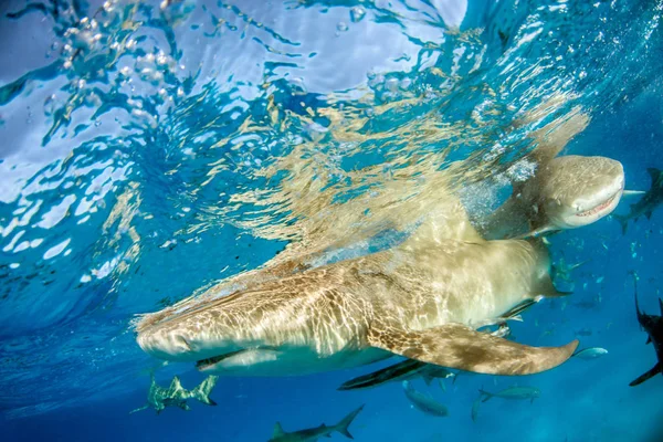 Lemon shark at the Bahamas
